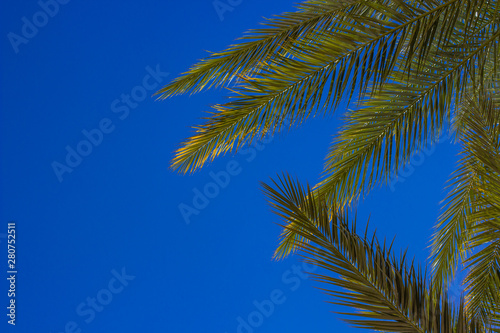 palm tree leaves vivid blue sky background tropic scenic landscape wallpaper pattern with empty space for copy or text 