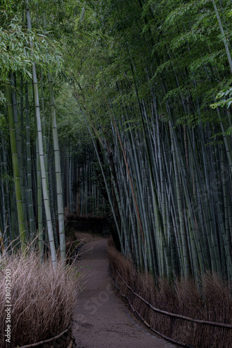 Fototapeta Naklejka Na Ścianę i Meble -  京都嵐山・竹林の小径（Kyoto Arashiyama / Bamboo Forest Path）