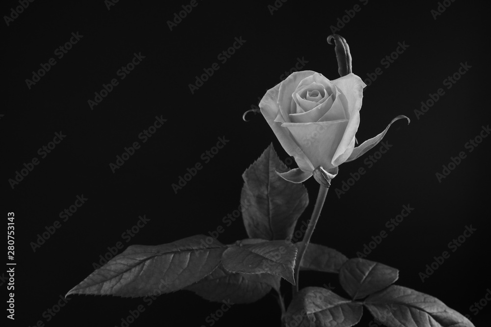 ピンク バラ 薔薇 ばら 一輪 黒バック 黒背景 マクロ 接写 白黒 モノクロ Stock Photo Adobe Stock