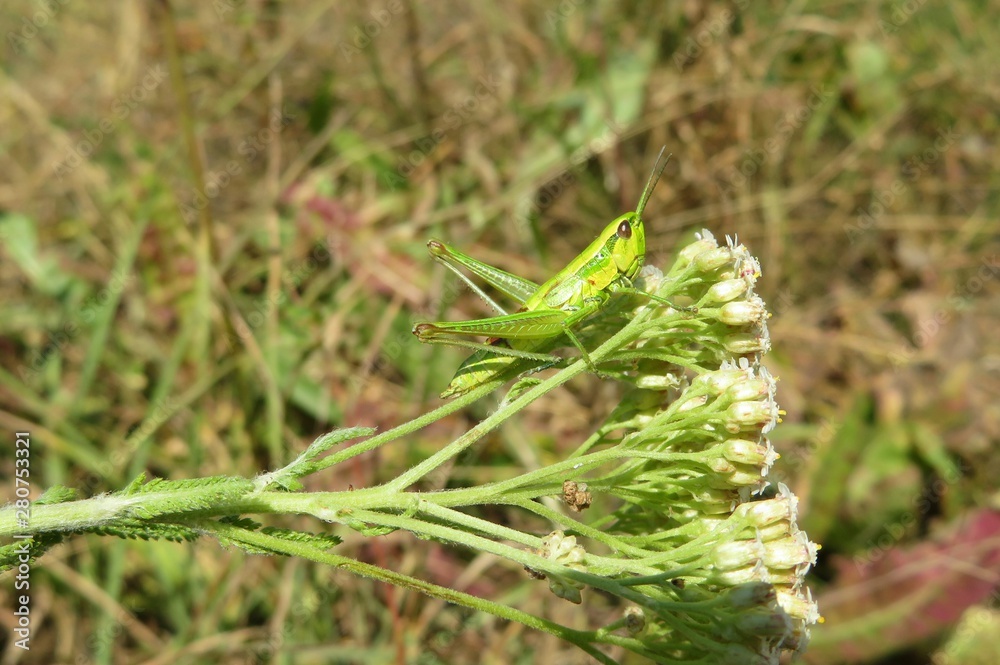 Green grasshopper on yarrow flowers in the meadow, closeup
