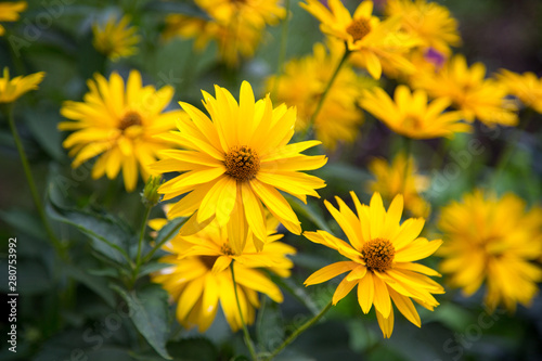 Chamomile yellow on green background in contoured sunlight Selective focus Flowers flora