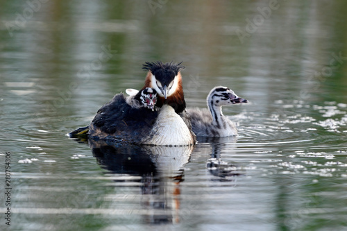 Haubentaucher (Podiceps cristatus) mit Jungtieren - Great crested grebe photo