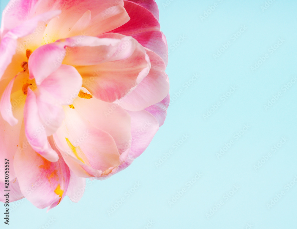 alone pink tulip on blue background with copy space for card