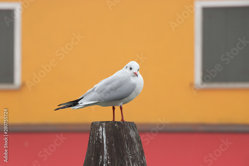 A seagull standing in front of a red and yellow wall in Burano  Venice  Italy. 