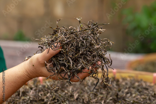 Preparation of tea leaves before drying by hand