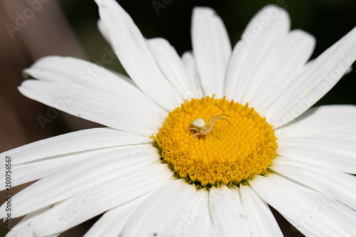 Spider on a Daisy