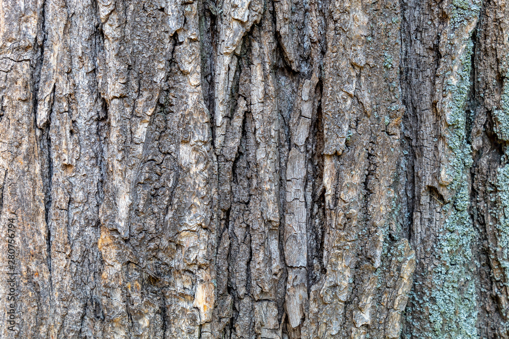 Obraz premium Closeup Tree Bark Texture Background