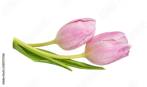 Pink tulips flowers