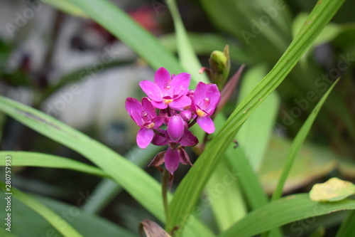 Orquídea
