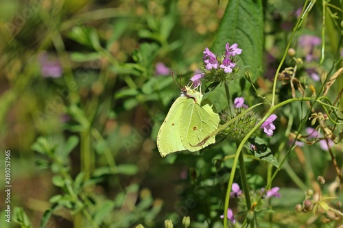 Männlicher Zitronenfalter (Gonepteryx rhamni) an Hohlzahn photo