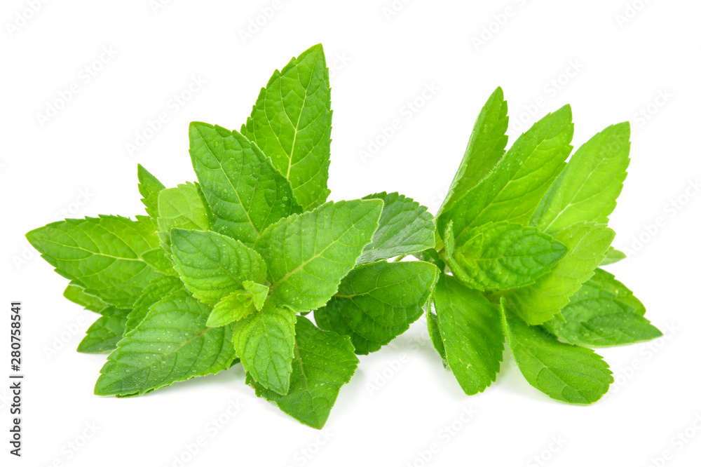 mint leafs isolated on a white background mint leafs isolated on a white background