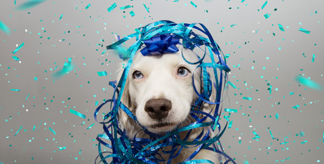 Banner funny dog party. Puppy celebrating birthday, anniversary, carnival or new year with a blue ribbon on head and serpentine. Isolated on gray background.