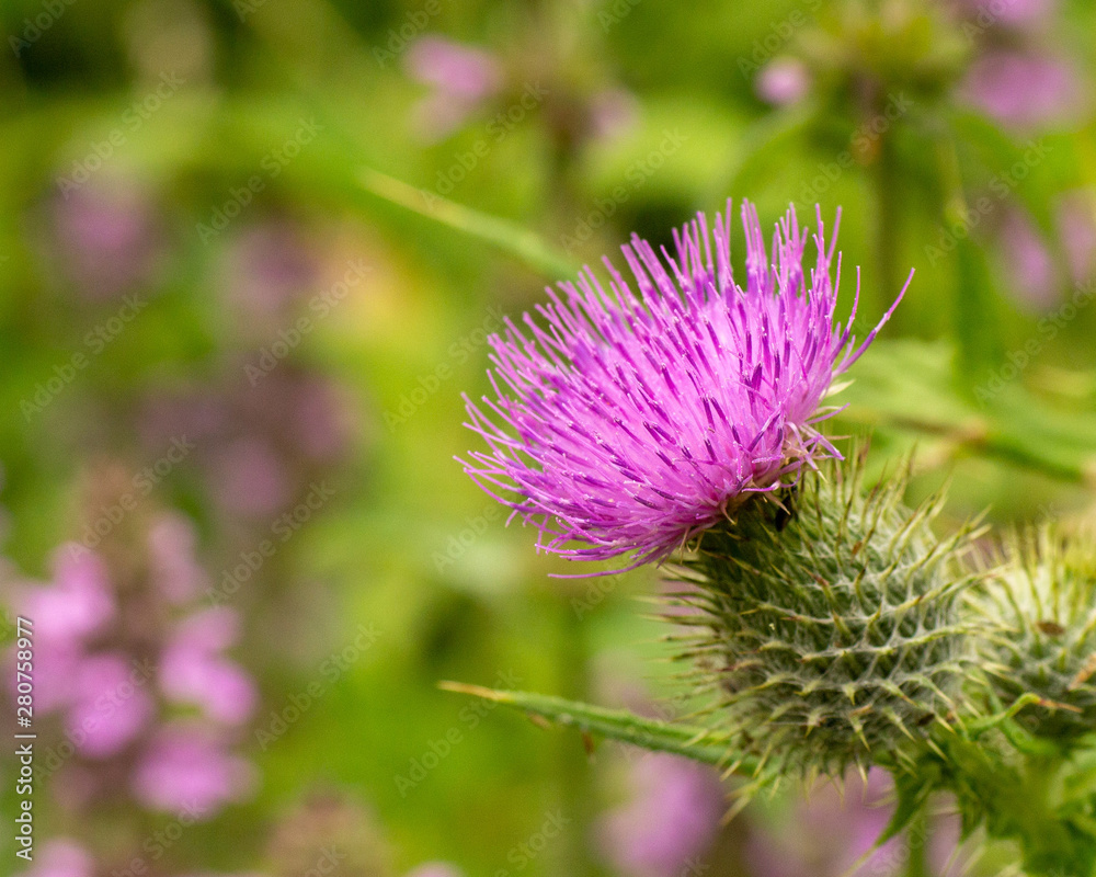 Although farmers look on thistles as a pest, scientists point to the fact that they are a rich source of nectar for bees and other insects while Scots see them as a symbol of home Although farmers look on thistles as a pest, scientists point to the fact that they are a rich source of nectar for bees and other insects while Scots see them as a symbol of home