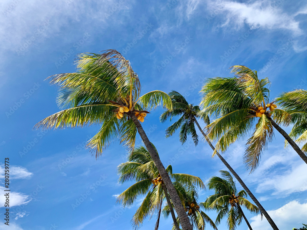 Beautiful cloudy day of Palm Beach, Florida, USA. Miami, Florida tropical downtown skyline. Green palm tree on blue sky background
