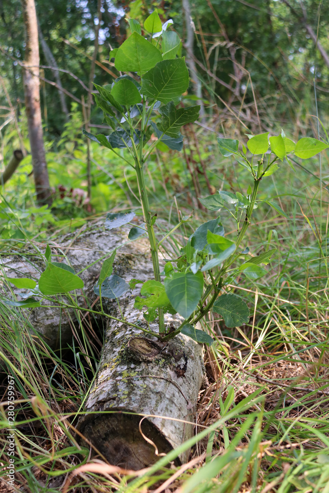 Branches growing from fallen tree Branches growing from fallen tree