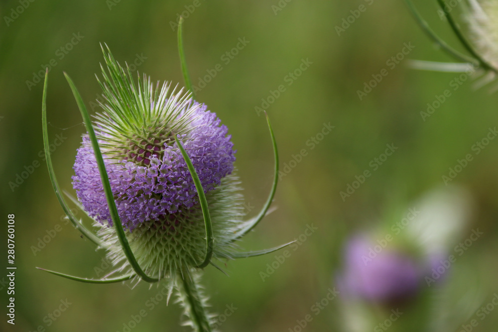 Wild purple thistle