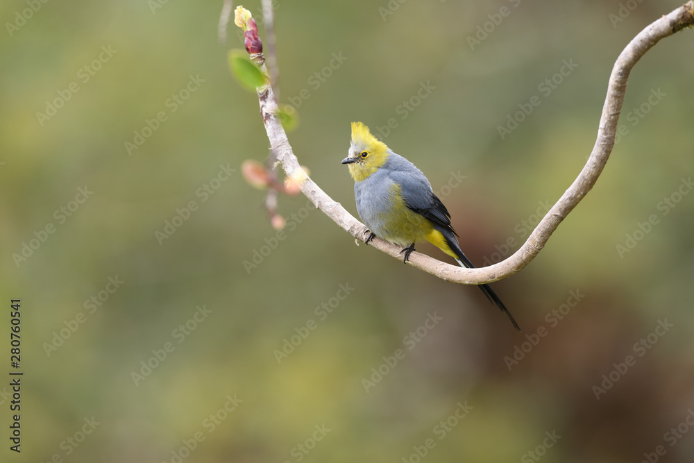 Long-tailed silky-flycatcher sitting on rounded branch