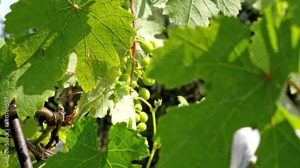 Green grape on the tree at the sunny day. Winery industry Green grape on the tree at the sunny day. Winery industry