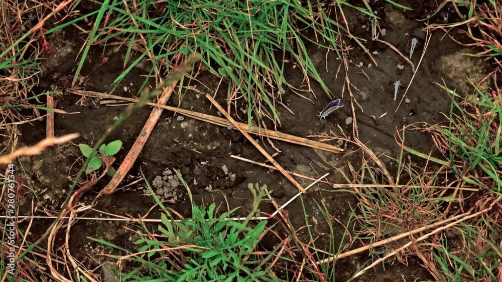 Small cute blue butterflies on the wet meadow. Lake wildlife Small cute blue butterflies on the wet meadow. Lake wildlife