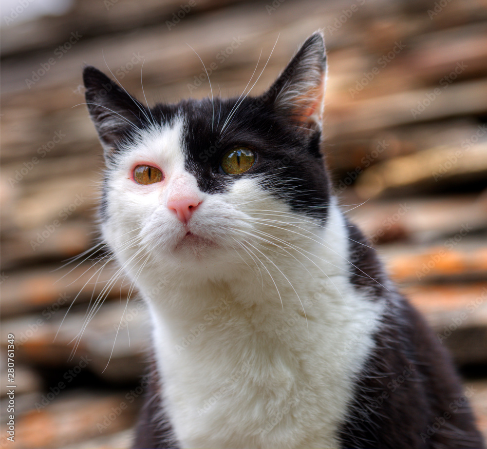 Chat de gouttière à Saint-Véran, France Chat de gouttière à Saint-Véran, France