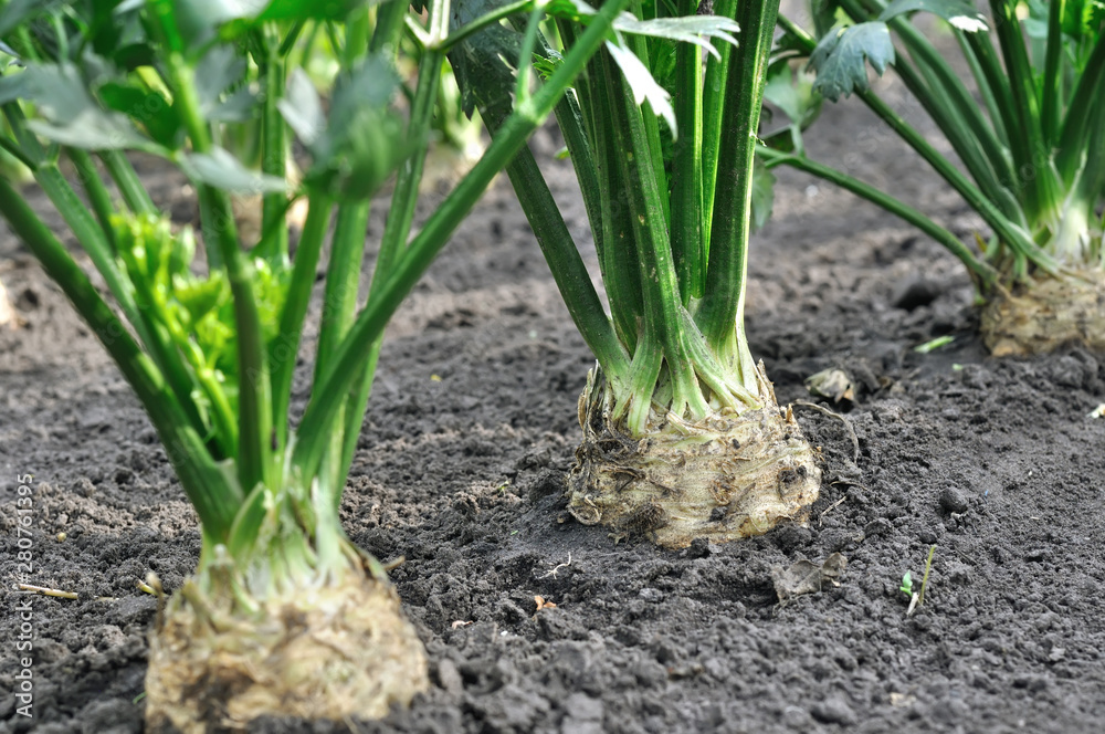 Obraz premium close-up of growing celery plantation (root vegetables) in the vegetable garden