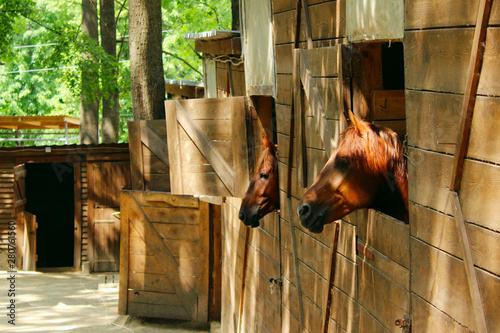 Horses in a stable. Animals, country concept. Wooden stable. horses look out of the windows of the stables.  © diesel_80