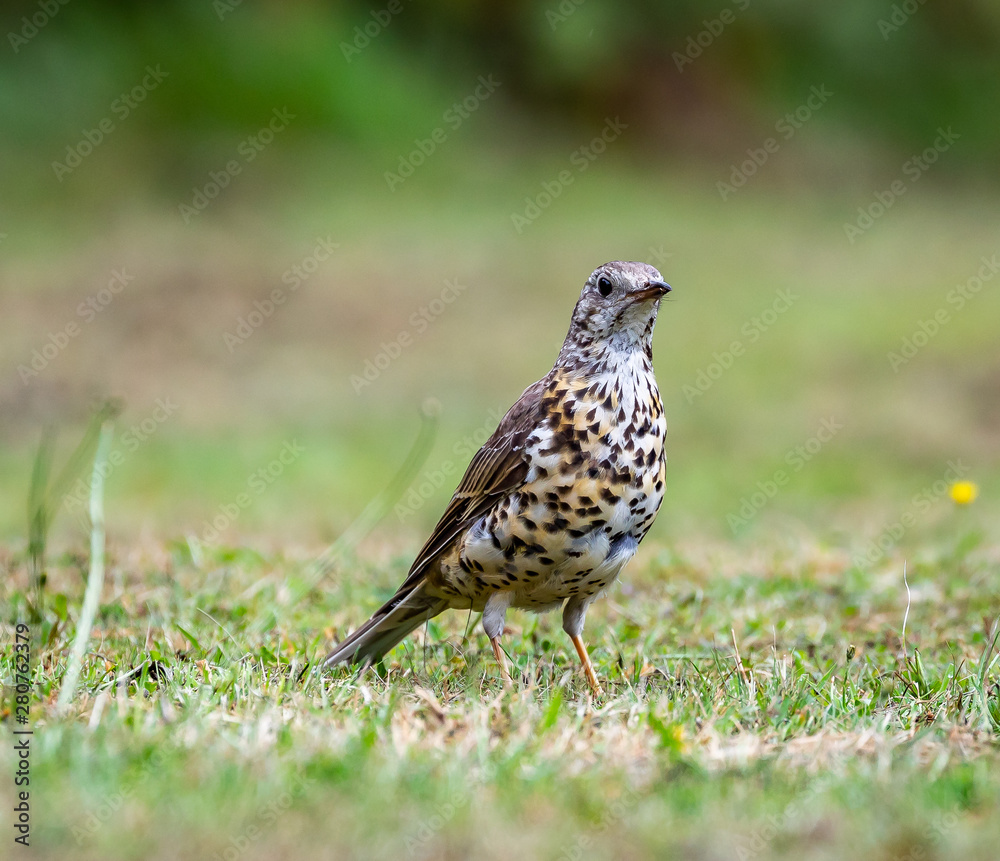 bird on grass bird on grass