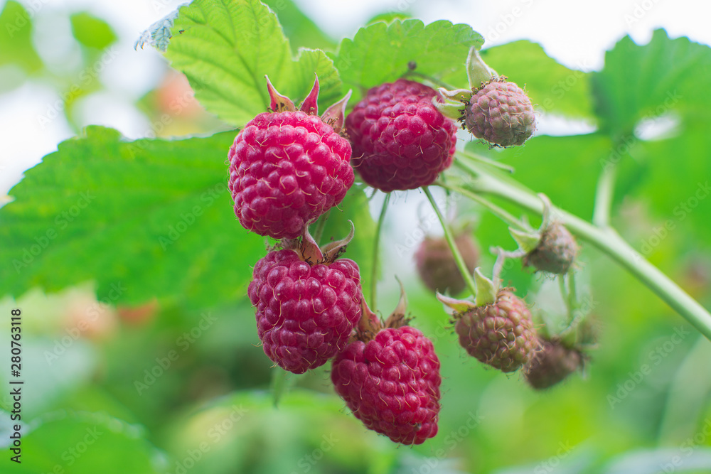 Ripe, sweet raspberries on a branch in the garden. Ripe, sweet raspberries on a branch in the garden.