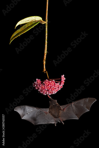 Pallas's long-tongued bat drinking nectar from red flower