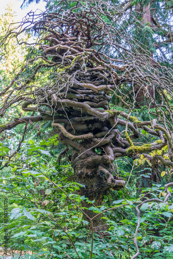 Seattle Arboretum Gnarly Tree 2 Seattle Arboretum Gnarly Tree 2