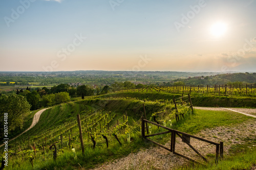 Evening storm in the vineyards