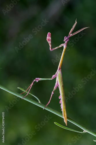 mantis on leaf