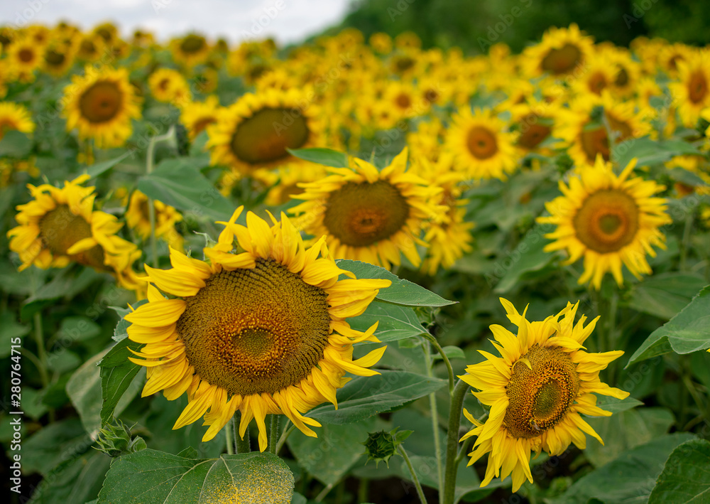 Bright yellow sunflower closeup summer sunny day Bright yellow sunflower closeup summer sunny day