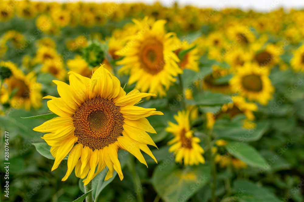 Bright yellow sunflower closeup summer sunny day Bright yellow sunflower closeup summer sunny day