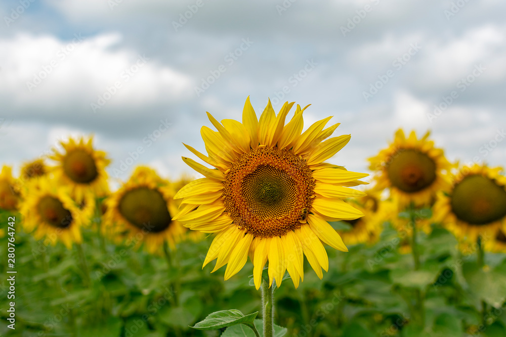 Bright yellow sunflower closeup summer sunny day Bright yellow sunflower closeup summer sunny day