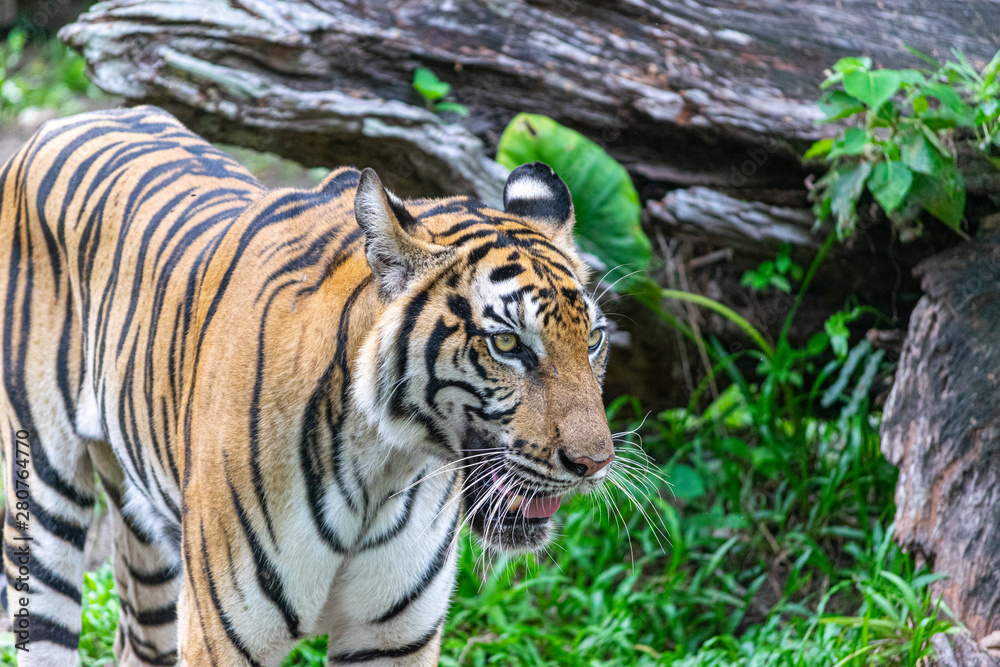 Fototapeta premium The tiger that lives in the natural forest. Wildlife scene with danger animal.
