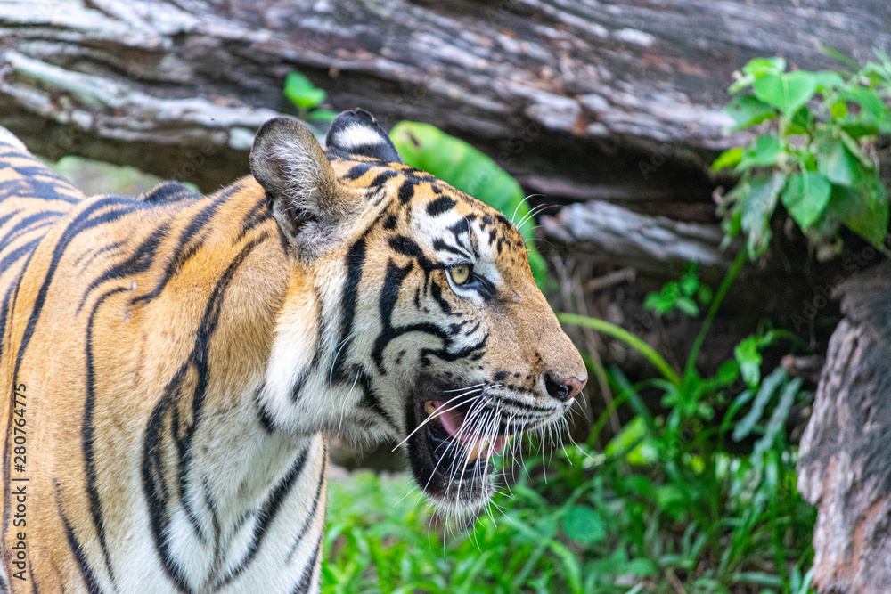 Fototapeta premium The tiger that lives in the natural forest. Wildlife scene with danger animal.