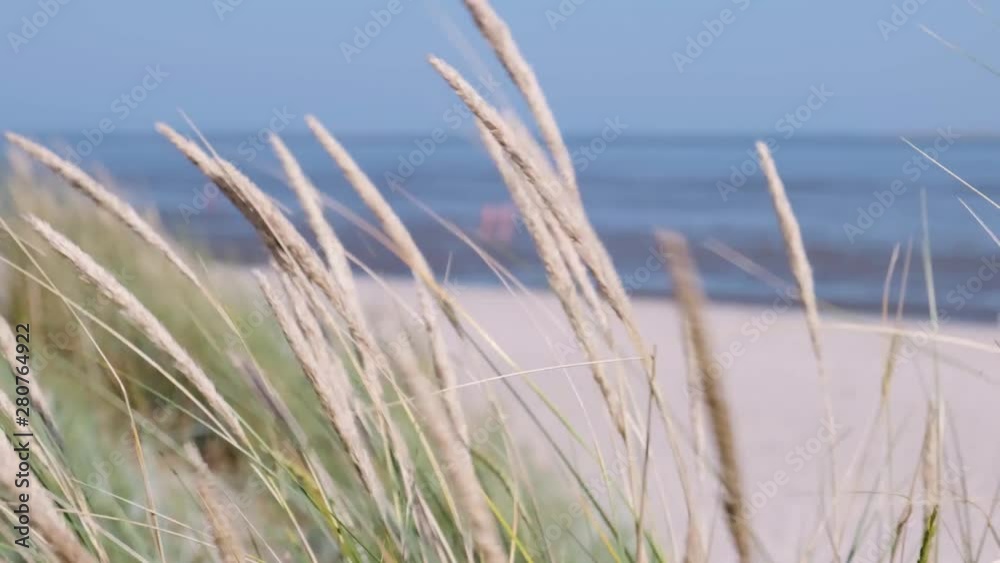 Gras und Hafer am Strand und Meer Gras und Hafer am Strand und Meer