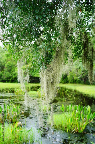  moss on the tree and grass