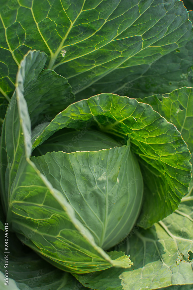 Obraz premium Cabbage grown in the garden. Agriculture concept.