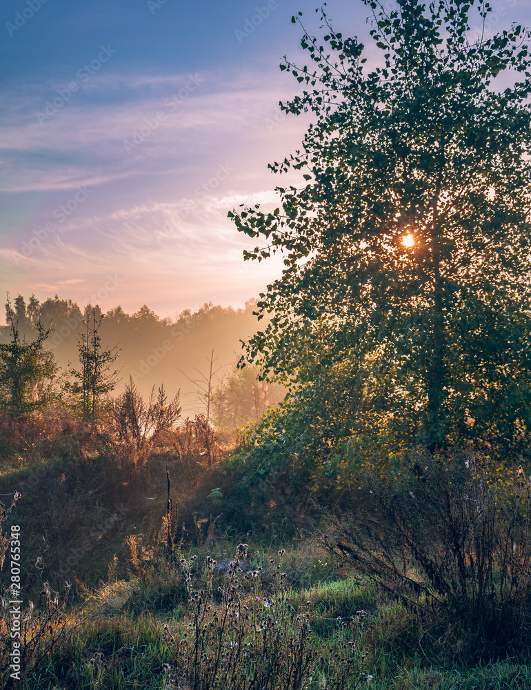 Morning nature in sunlight and dew