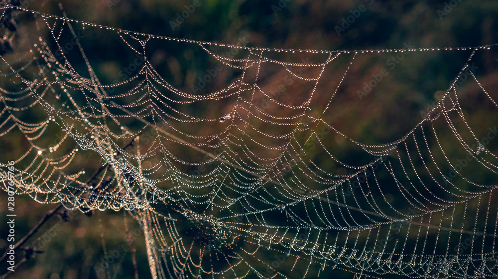 Morning nature in sunlight and dew