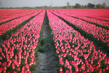 Fotobehang Roze Roze tulpenveld in Nederland  © 1L26