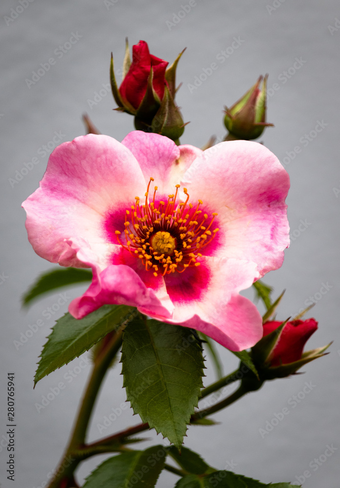 Rose Rose