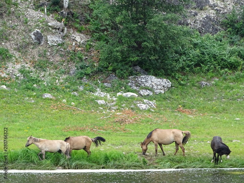horses