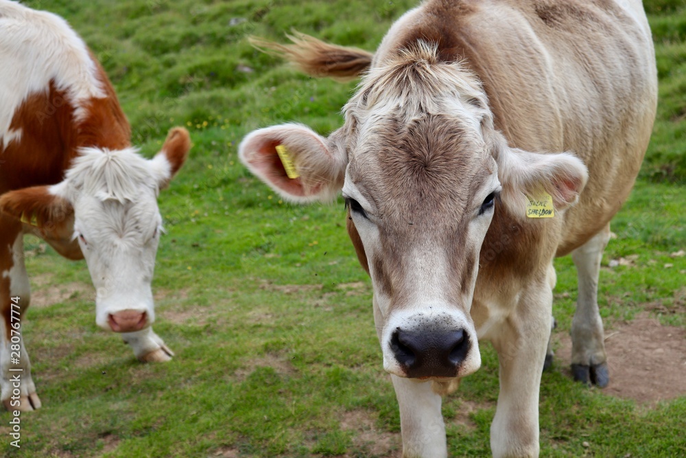 Two cows in Südtirol
