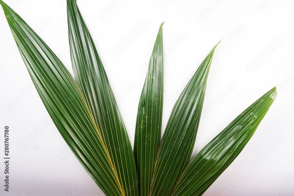 Obraz premium green coconut leaves on white background
