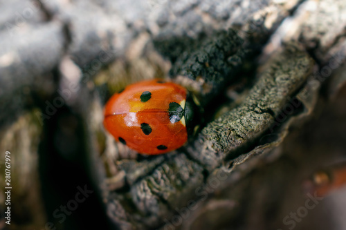 macro photo of a red ladybug on the bark of a tree