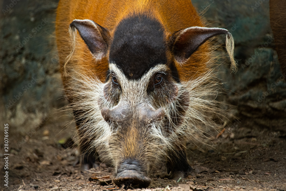 Closeup Funny brown adult Red River Hog looking at the camera Closeup Funny brown adult Red River Hog looking at the camera
