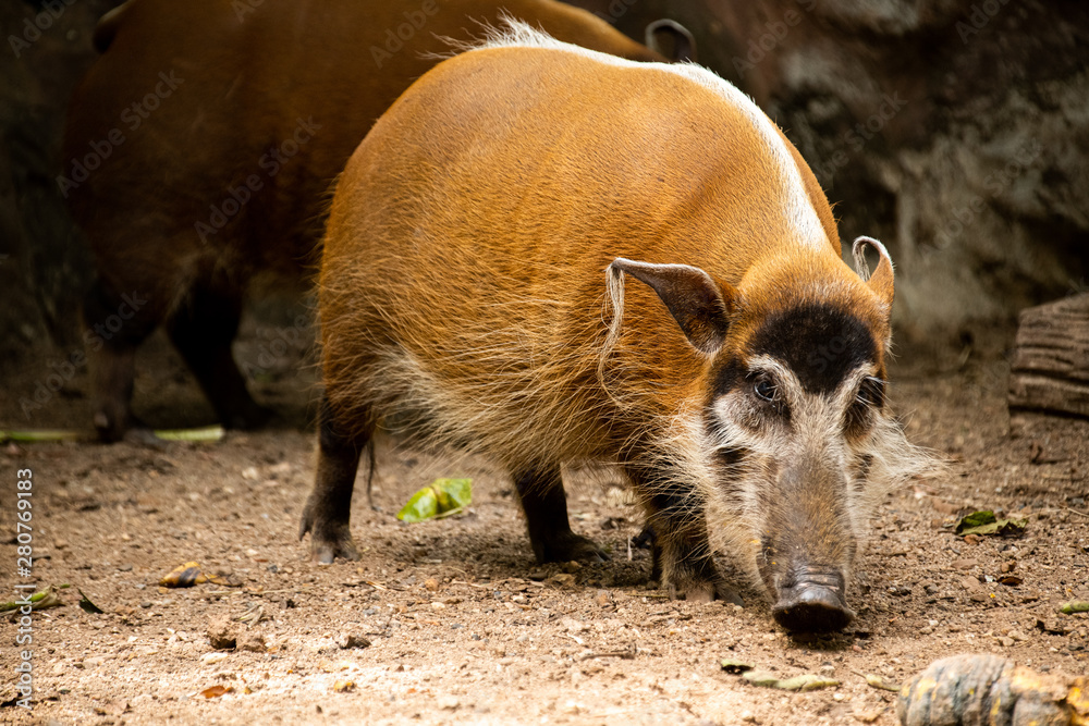 Funny brown adult Red River Hogs looking at the camera Funny brown adult Red River Hogs looking at the camera